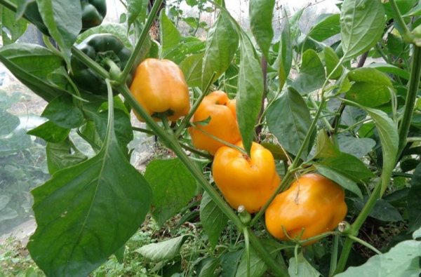 Выращиваем на грядках болгарский сладкий перец Оранжевое чудо
